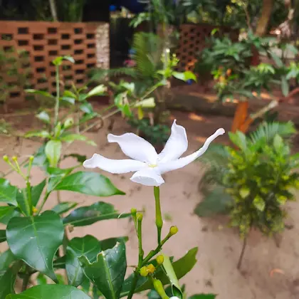 Nature stay at WildDunes Eco Resort in Konark